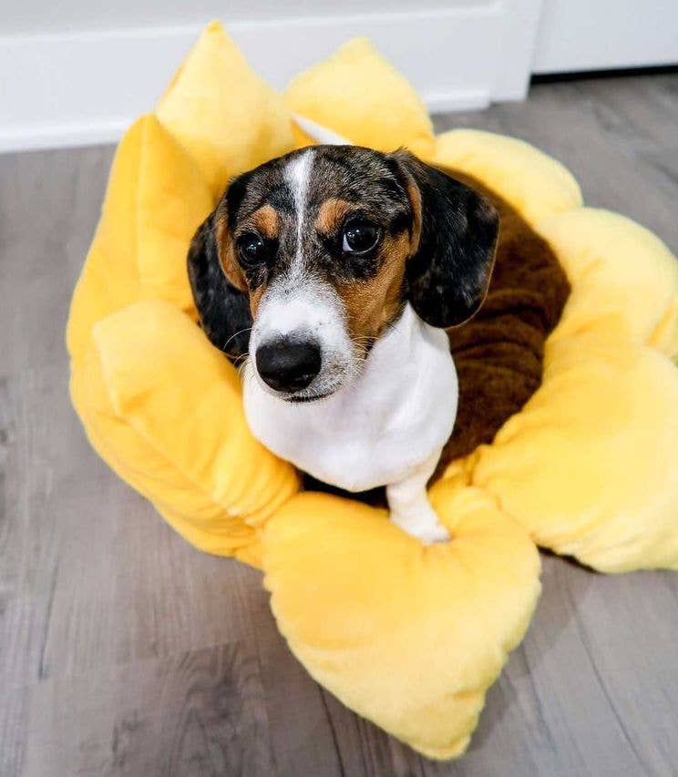 TONBO – cama - Gato e cão por atacado – Cama para Pets TONBO Girassol1