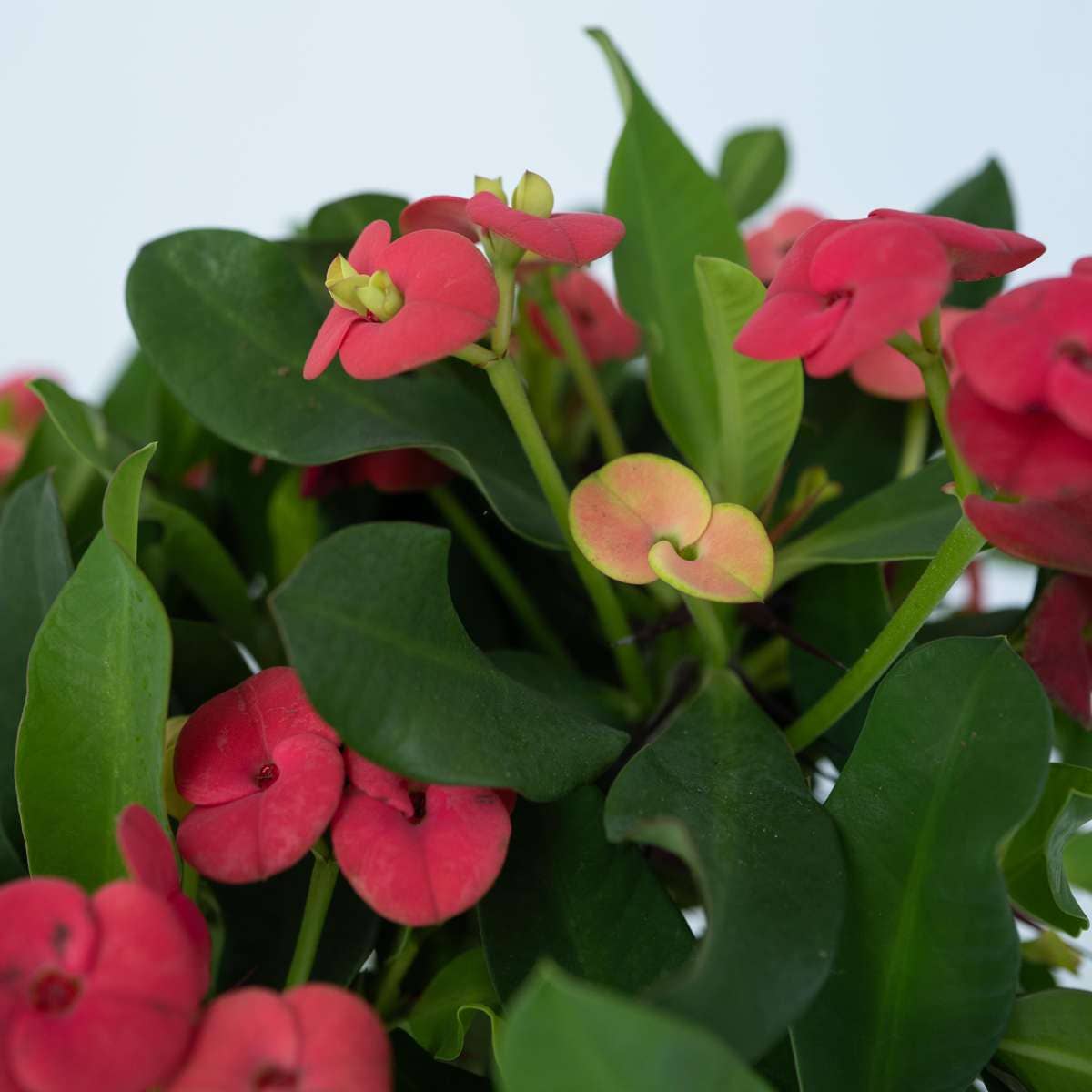 Oasis of Life - Wholesale Live Plant - Christ Thorn Euphorbia milii – 2 plants – Height 25–35cm – Ø13cm – Flowering succulent with pink flowers – Easy-care houseplant for sunny locations & warm interiors4