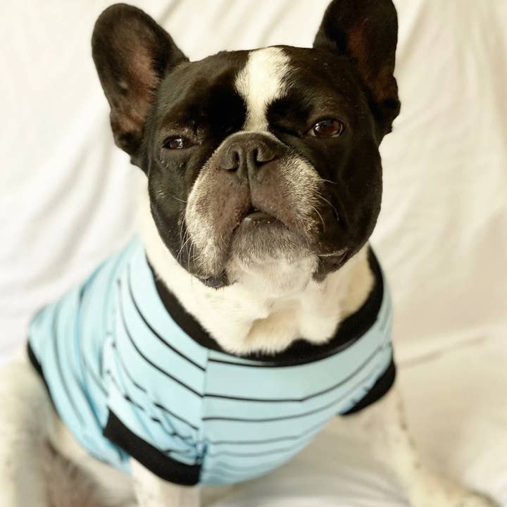 Homerun Pup Shirt - Baby Blue and black Stripe for wholesale by BOSSPUP
