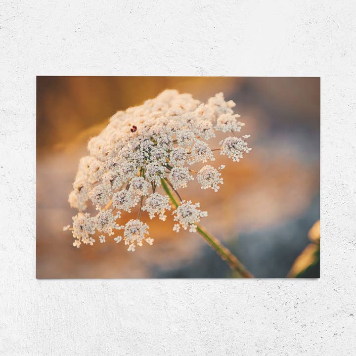 Wild Carrot ansichtkaart A6 voor wholesale door Justepixx