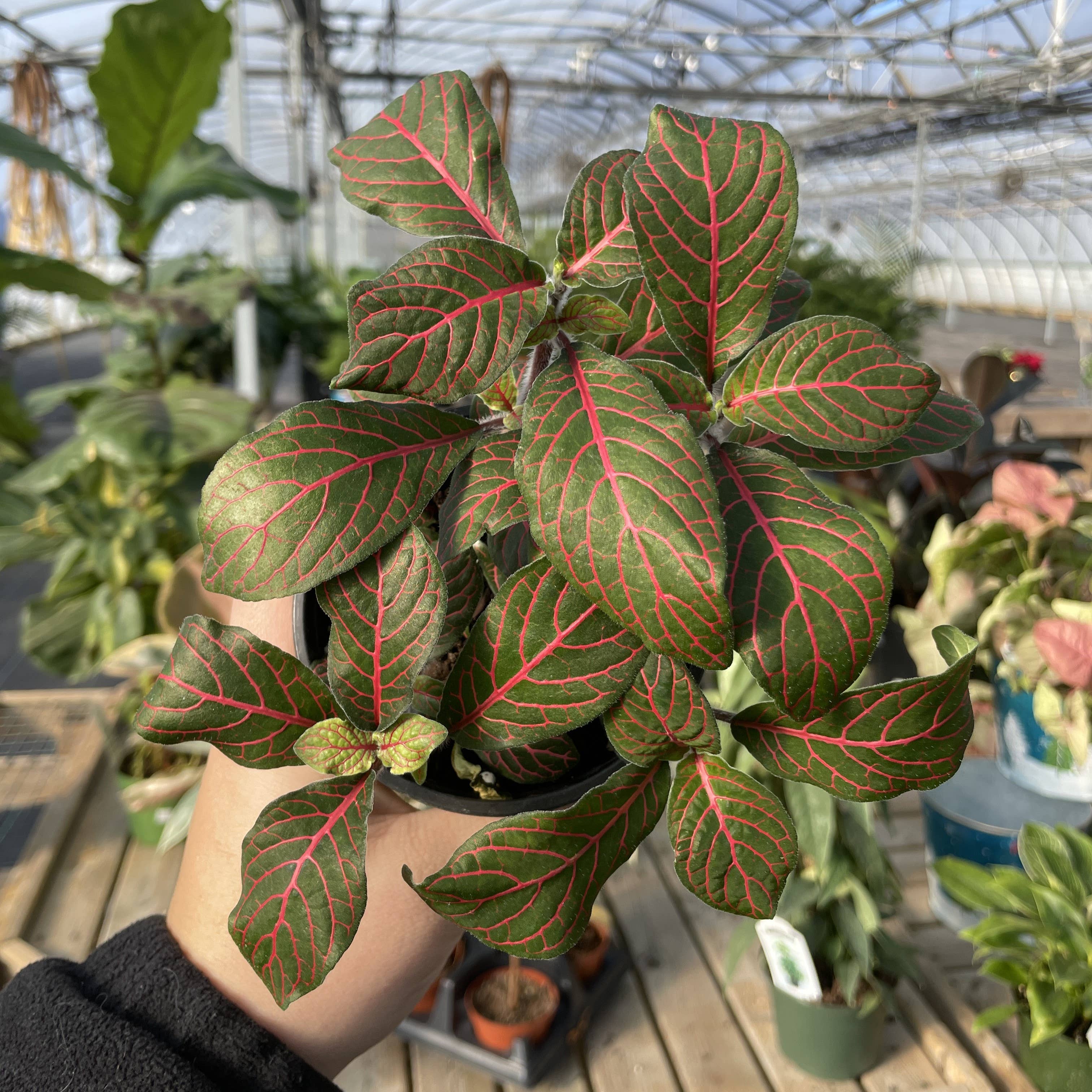 Thorsen's Greenhouse - Wholesale Live Plant - Red Fittonia Nerve Plant - Live Plant1