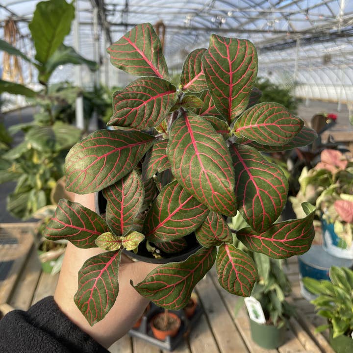 Thorsen's Greenhouse - Wholesale Live Plant - Red Fittonia Nerve Plant - Live Plant1