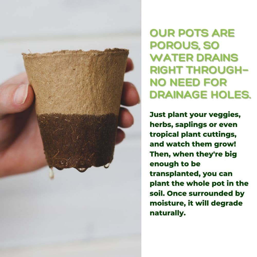 Daniel's Plants - Wholesale Plant Pot - NO DUTIES 4" Naked Pots | Plantable Seed Starter Pots6