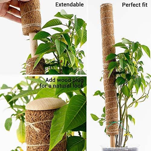 Bumble Plants - Wholesale Live Plant - Coco Coir Climbing Pole4