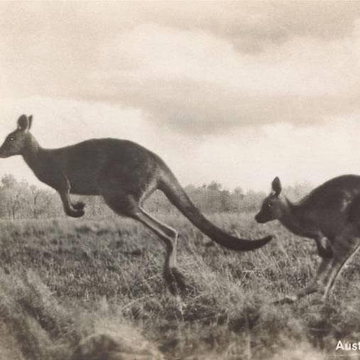 Art Print AN-180 Leaping Kangaroos for wholesale by Found Image Press