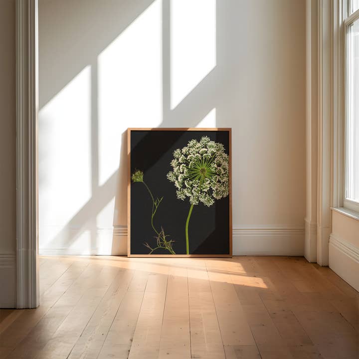 Hope Steinle Pressed Flower Art - Wholesale Art Print - Pressed Flower Art Print - Queen Anne's Lace
