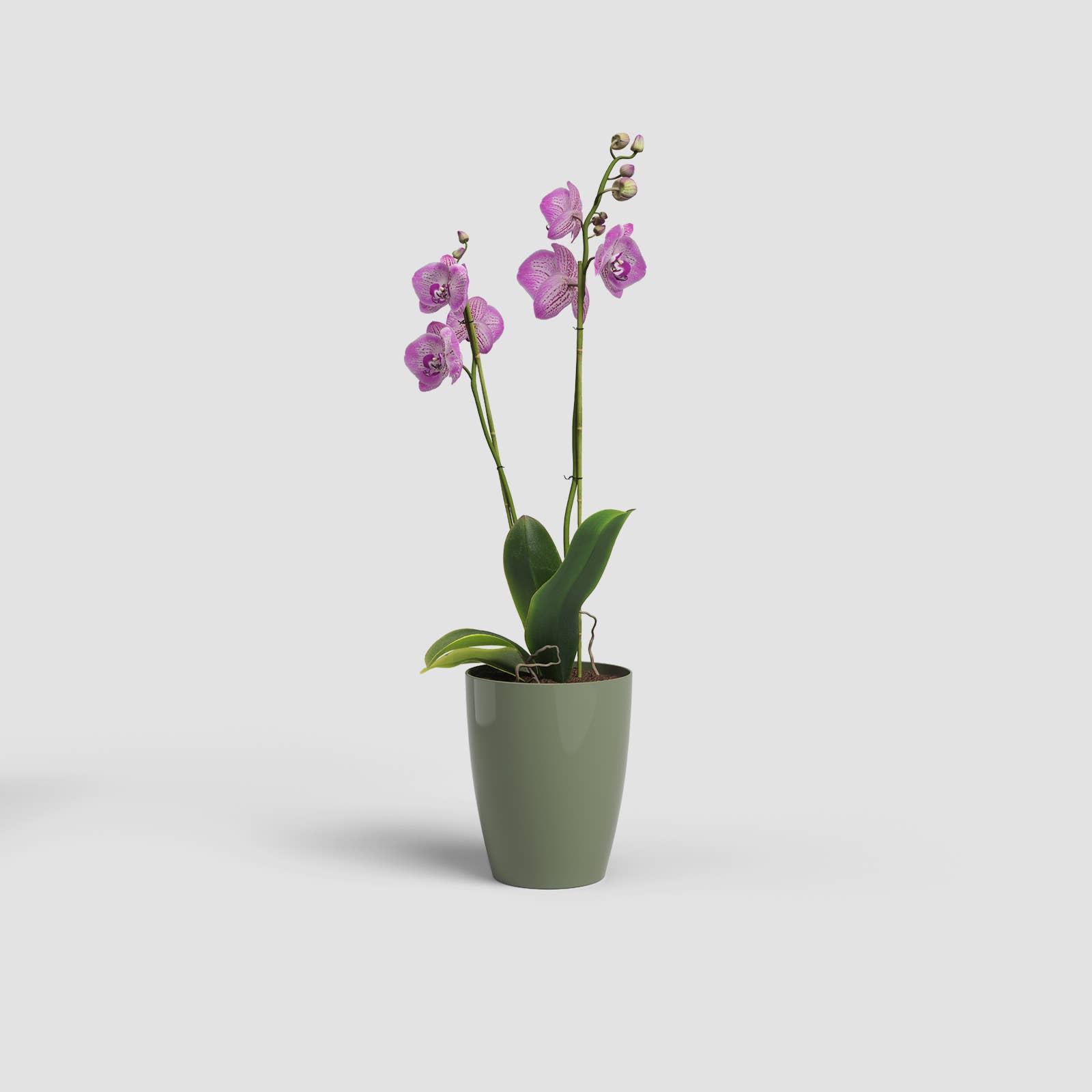 ARTEVASI, SA - Wholesale Vase - Plastic orchid pot6