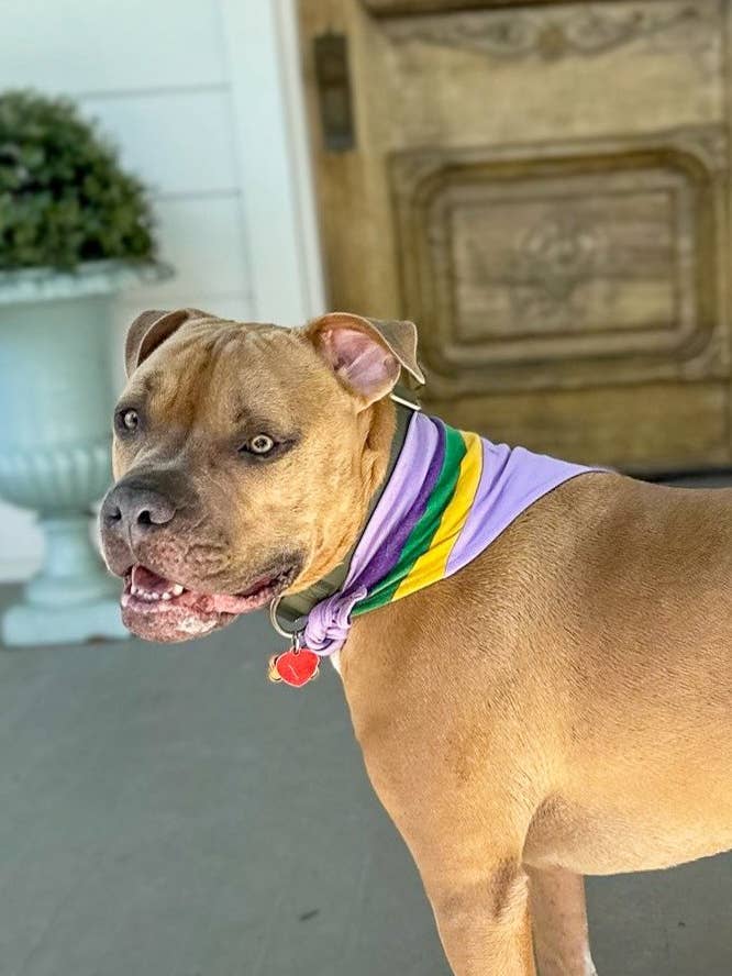 Lavender Vintage Stripe Pet Scarf for wholesale by Mardi Gras Creations