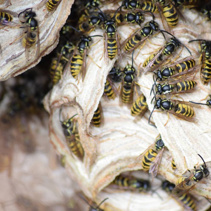 carte de vœux nid de guêpes pour la vente par Red Berry Photos