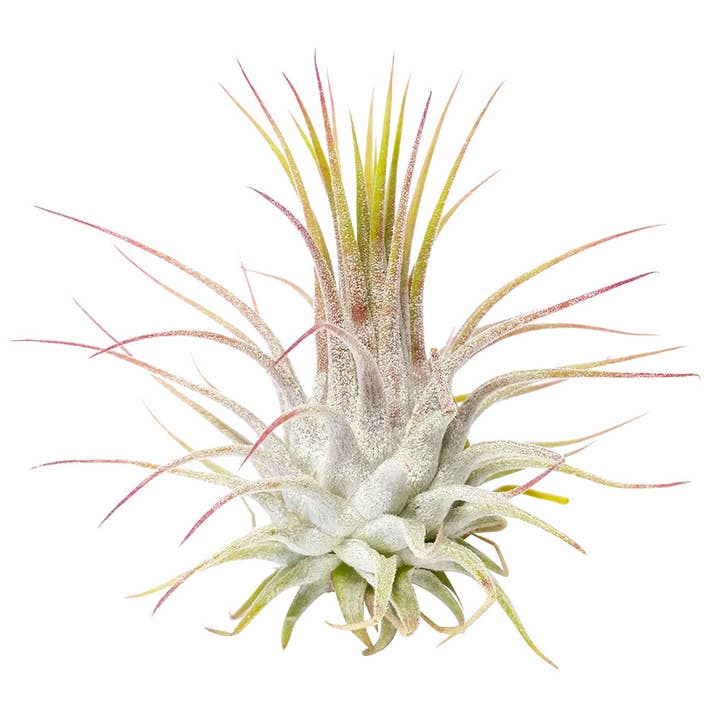 Best Plant Friend - Wholesale Live Plant - Live Ionantha Guatemala Air Plant 2.5" Wide or Tall