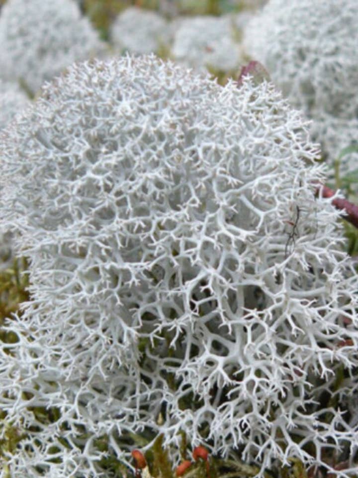 Liquen vivo de reno con certificación fitosanitaria  para venta al por mayor de Moss wholesale