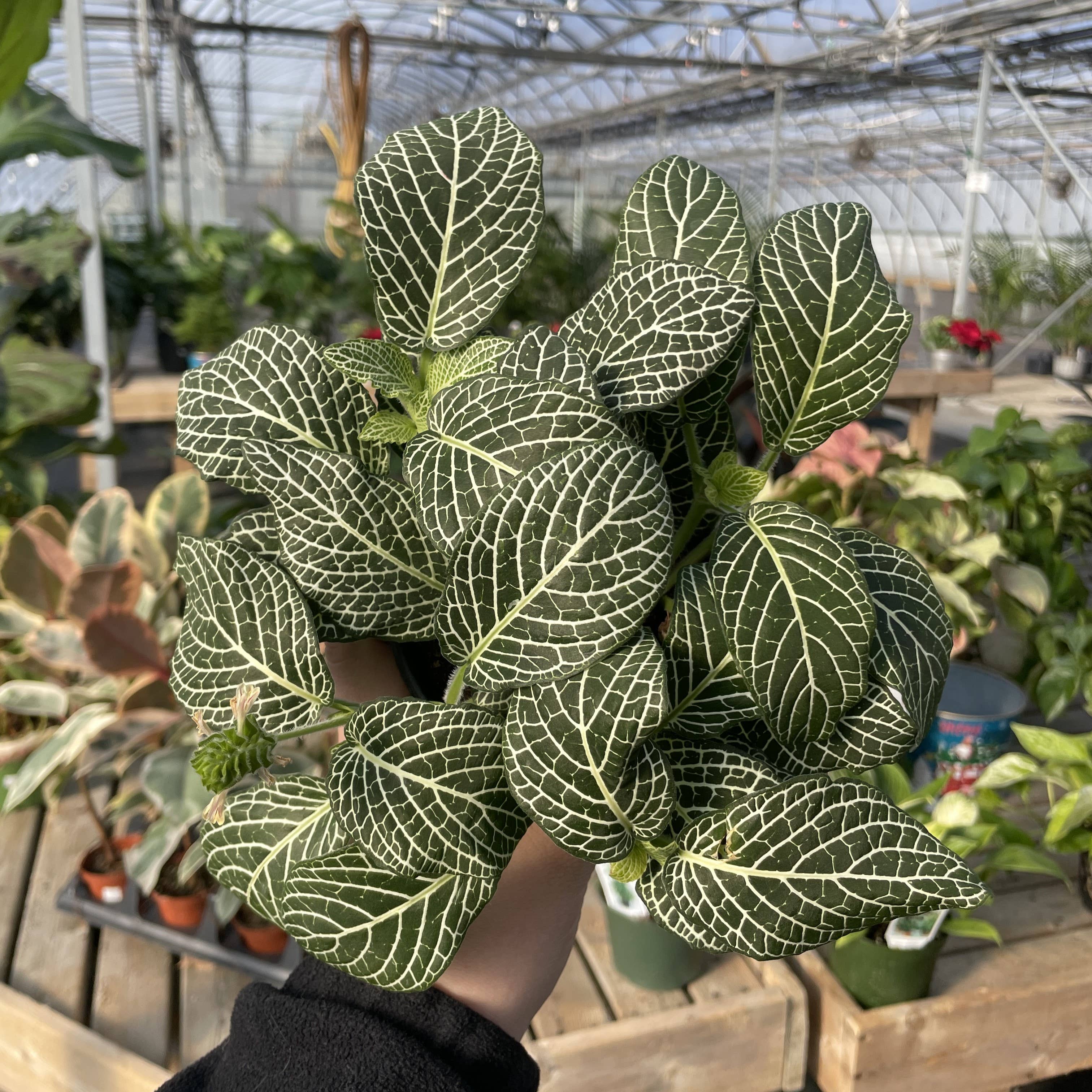 Thorsen's Greenhouse - Vente Plante - Plante nerveuse White Fittonia - Plante vivante6