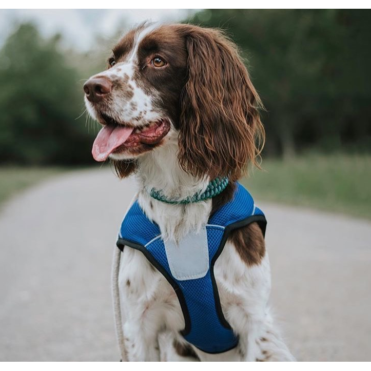 Paws & Presto - Venta al por mayor Chaleco - Perros - Chaleco refrescante para perros Paws & Presto6