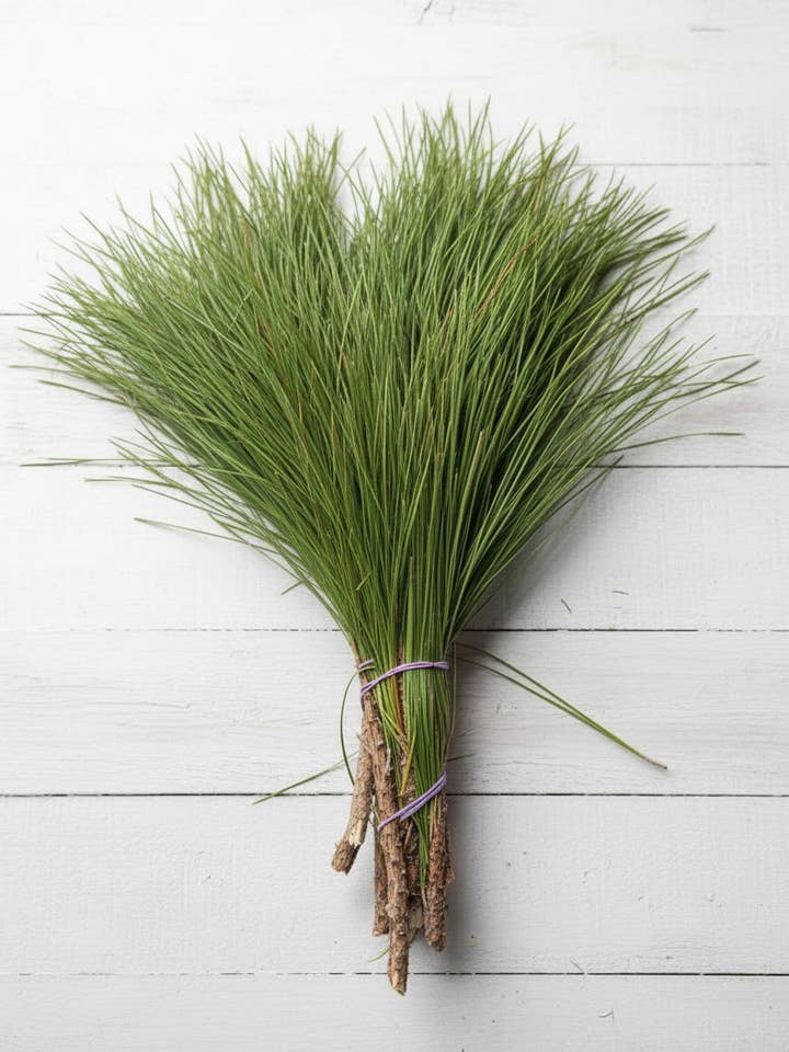 Long Leaf Pine Tips for wholesale by Backwoods Foliage