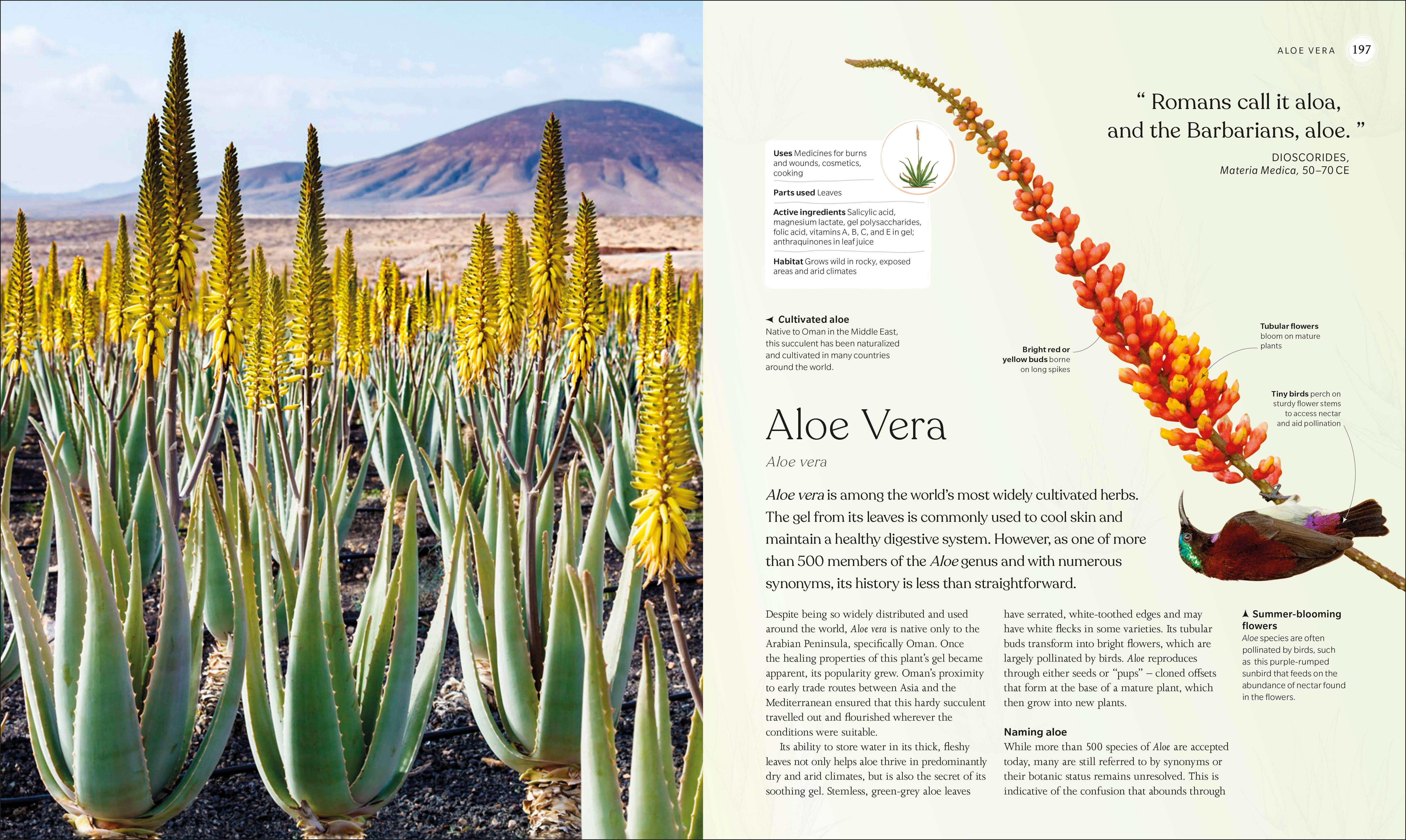 Penguin Random House LLC - Wholesale Nature & Outdoors - The Herb Book6