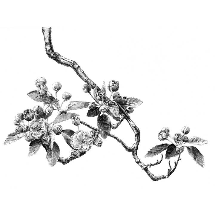 Crabapple (Tree Peony) for wholesale by Paperglee, LLC