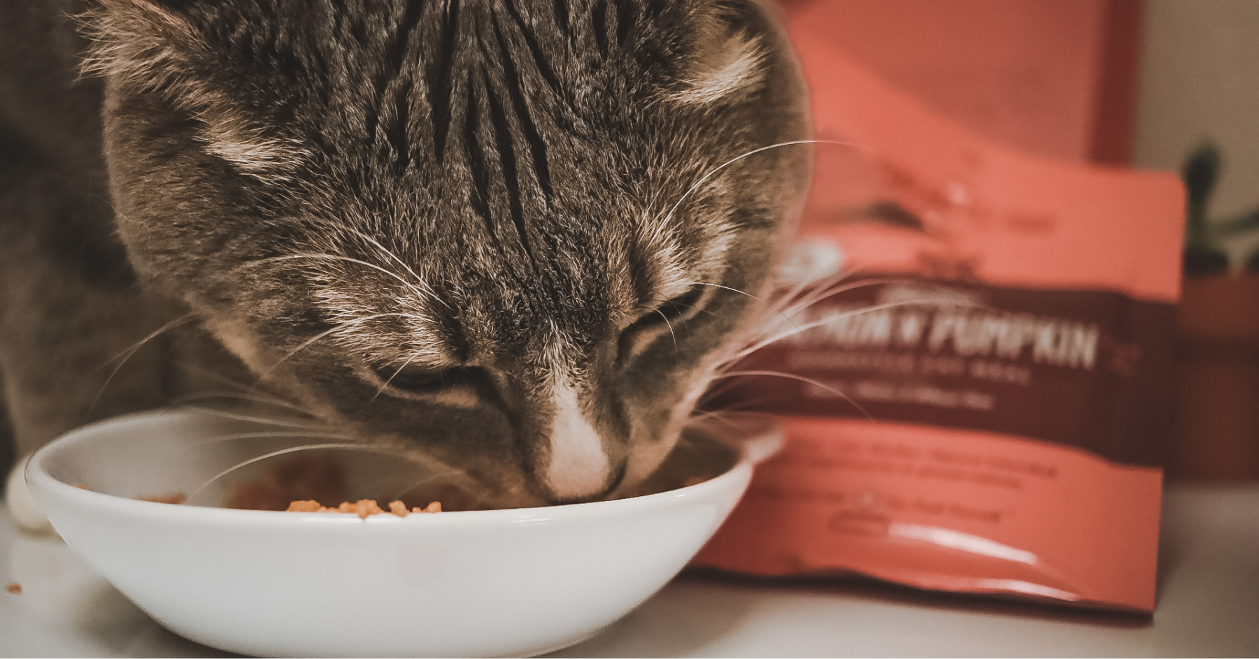 Portland Pet Food Company - Wholesale Pet Food - Cat - Luke's Chicken N' Pumpkin Human Grade Fresh Wet Food 7