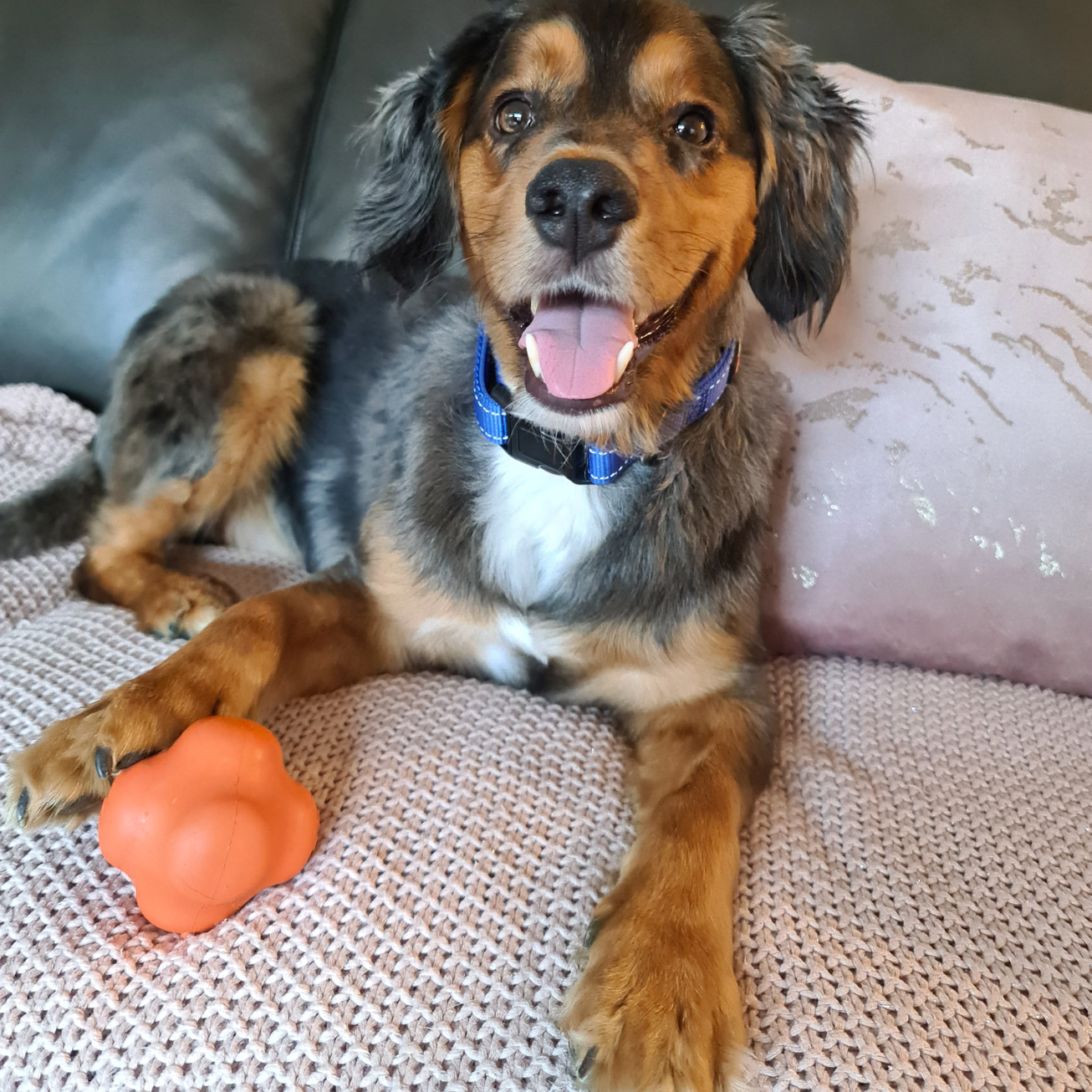 Rover Pet Products - Wholesale Pet Chew Toy - Dog - Crazy Bounce (Power Chewers)19