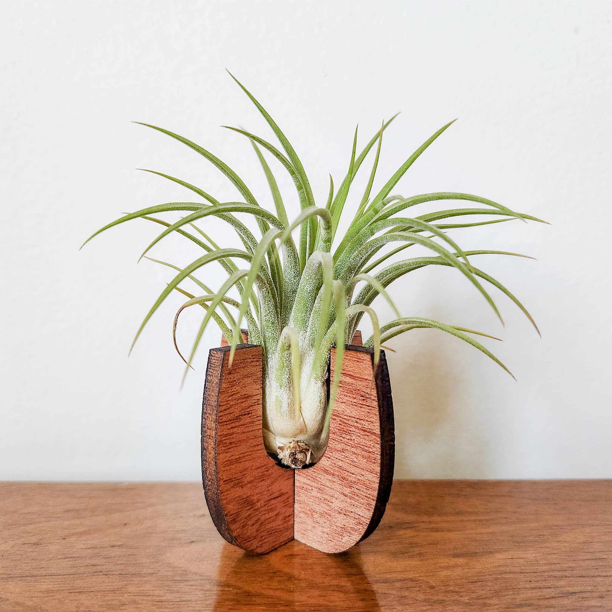 Leaf & Node - Wholesale Plant Pot - Air Plant Stand - Wooden Holder Display (Curved Sides)2