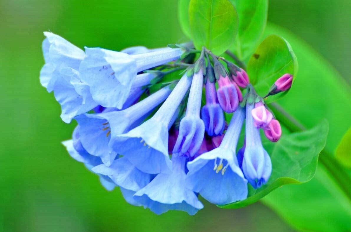 GardenPerspective - Wholesale Live Plant - 5 Virginia Bluebell Bare Root Mertensia Virginica Perennial2