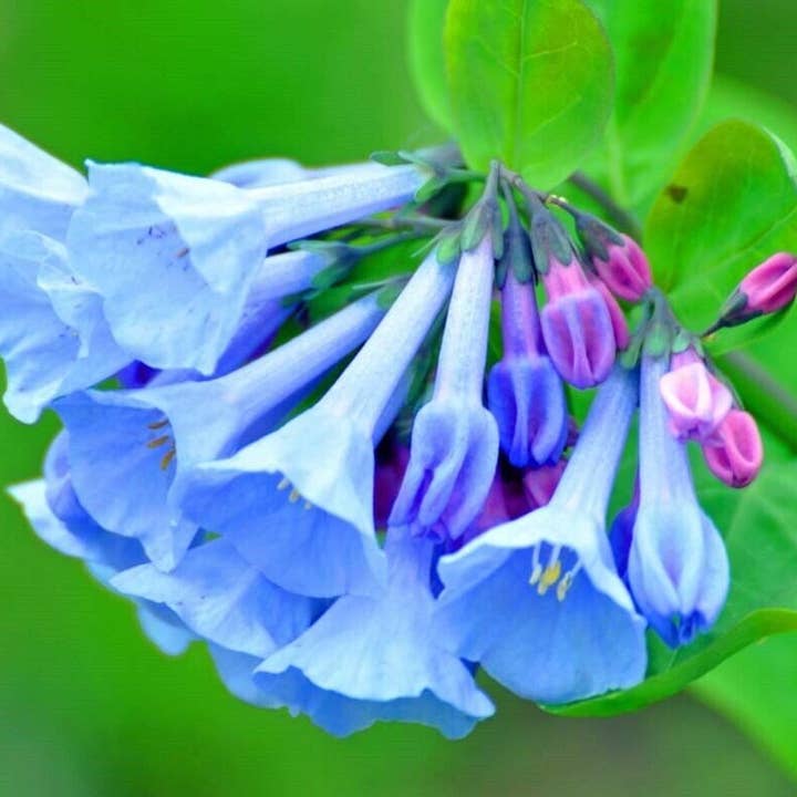 GardenPerspective - Wholesale Live Plant - 5 Virginia Bluebell Bare Root Mertensia Virginica Perennial2