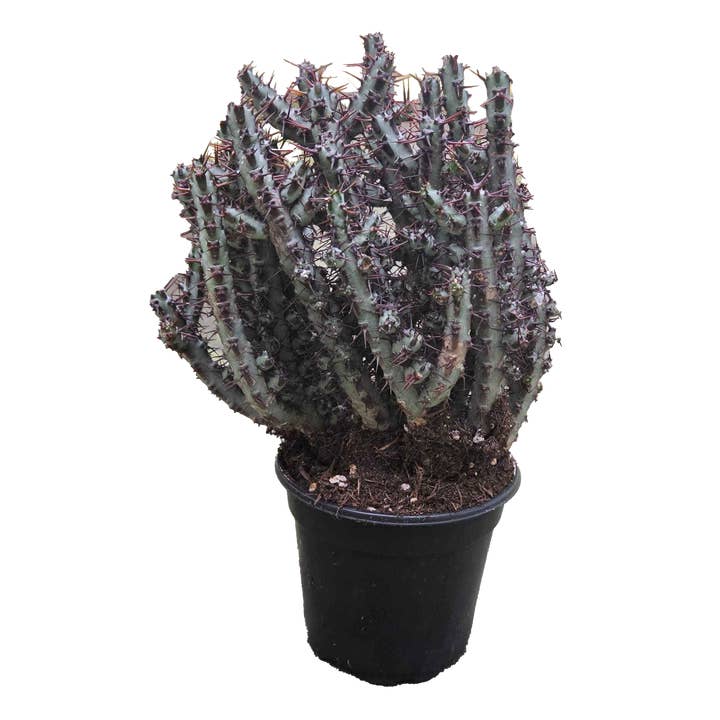 Arcadia Garden Products - Wholesale Live Plant - Cactus Blue Pencil 4 inch Grower Pot