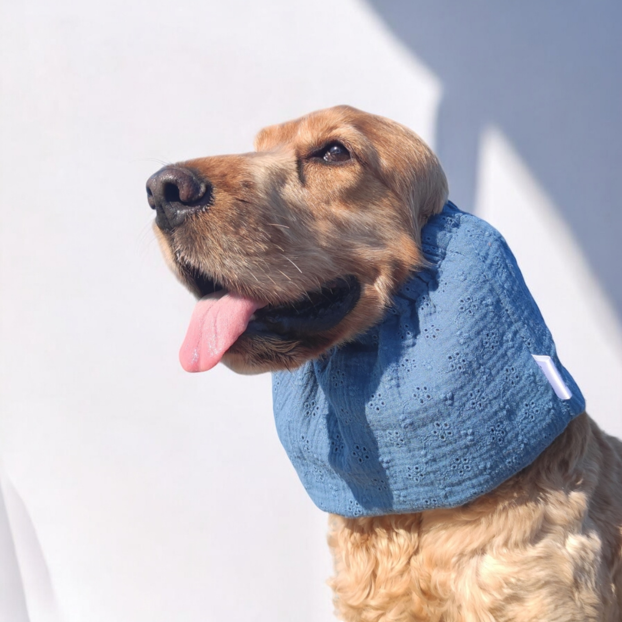 COCKIET - Wholesale Pet Hair Accessory - Dogs - TIRAMISU EARMUFFS - Sangallo1