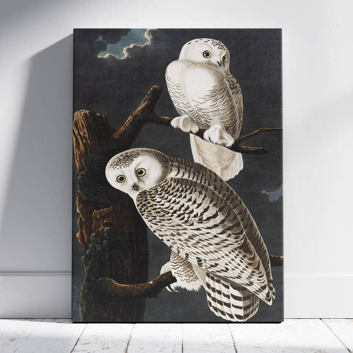 Snowy Owl from Birds of America - John James Audubon - Framed Canvas Wall Art Print for wholesale by House Prints