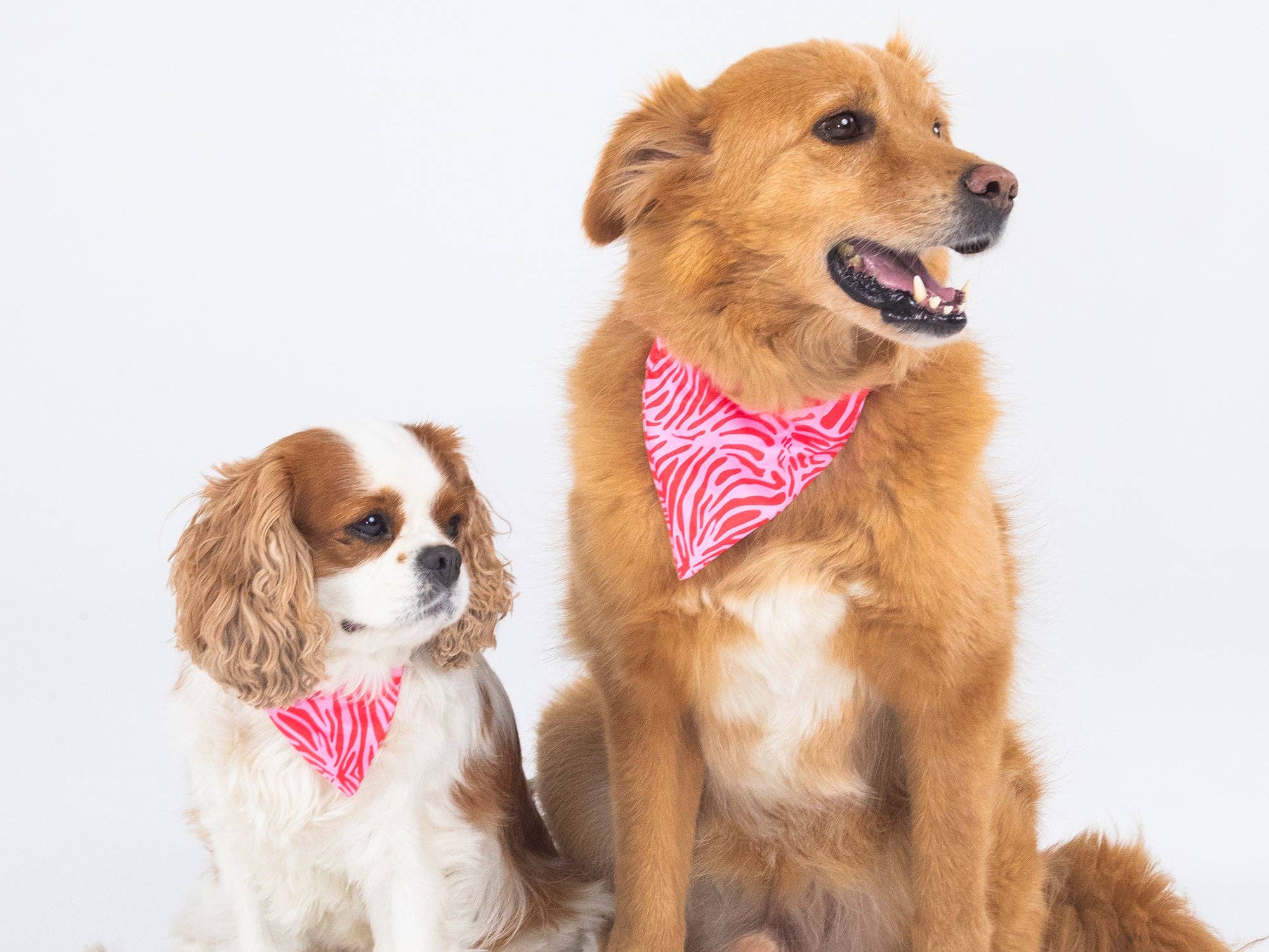 French Bandit - Wholesale Pet Bandana - Dog - Pink zebra dog bandana1