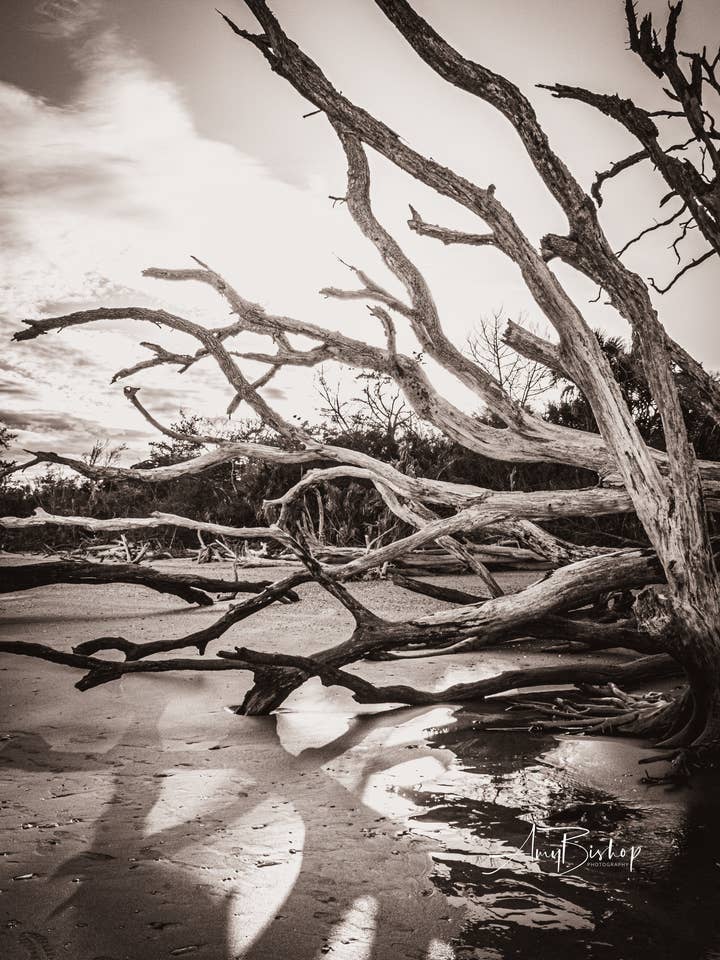 Botany Bay 4- Ships within 2 weeks for wholesale by Sawdust and Clay