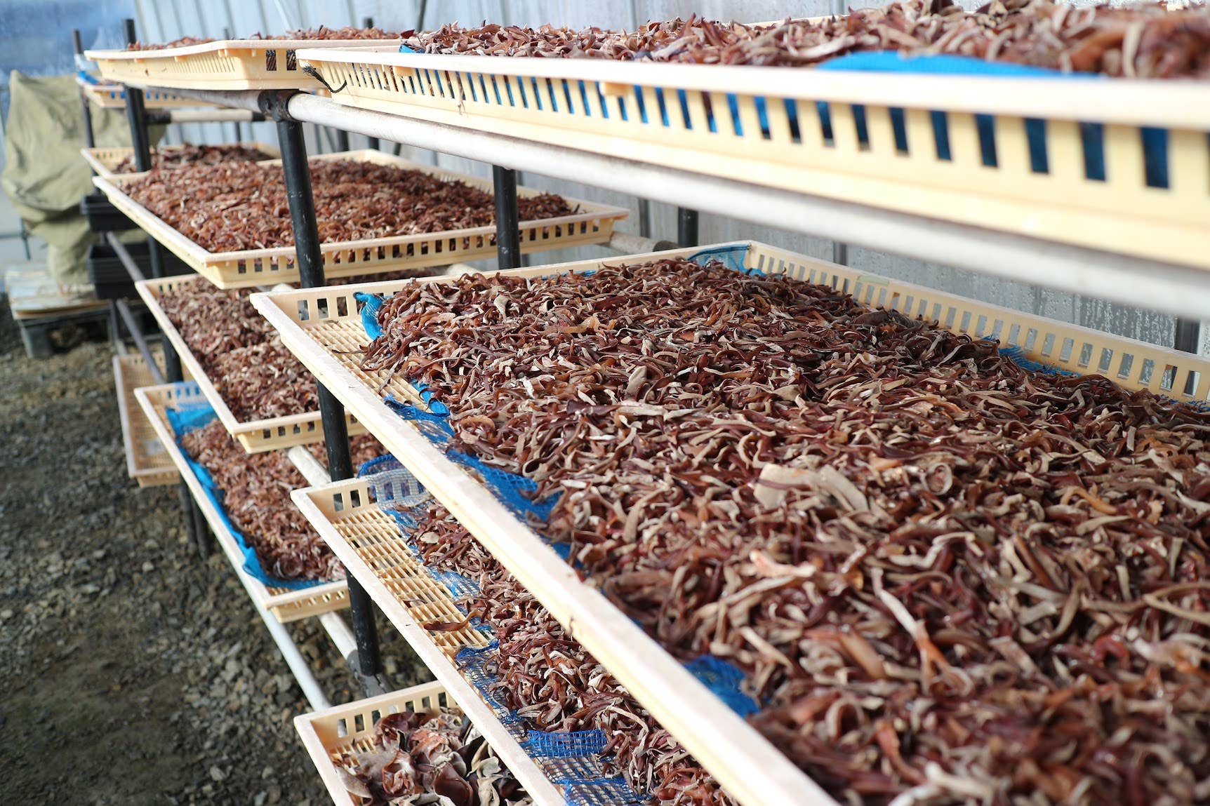 Japan Artisans - Wholesale Dried/dehydrated vegetables - Kasugai-Dried Wood Ear Mushrooms 14g – Organic - Japan15