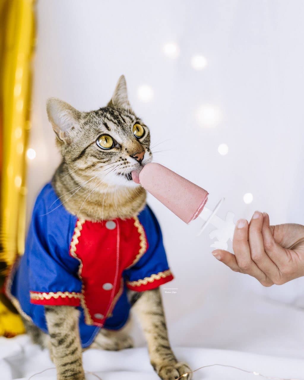 Belpharmed bv: Cooka's Cookies & Sensidog - Venta al por mayor Chuches - Perros - Mezcla de helado con pollo real y fresa para mascotas6