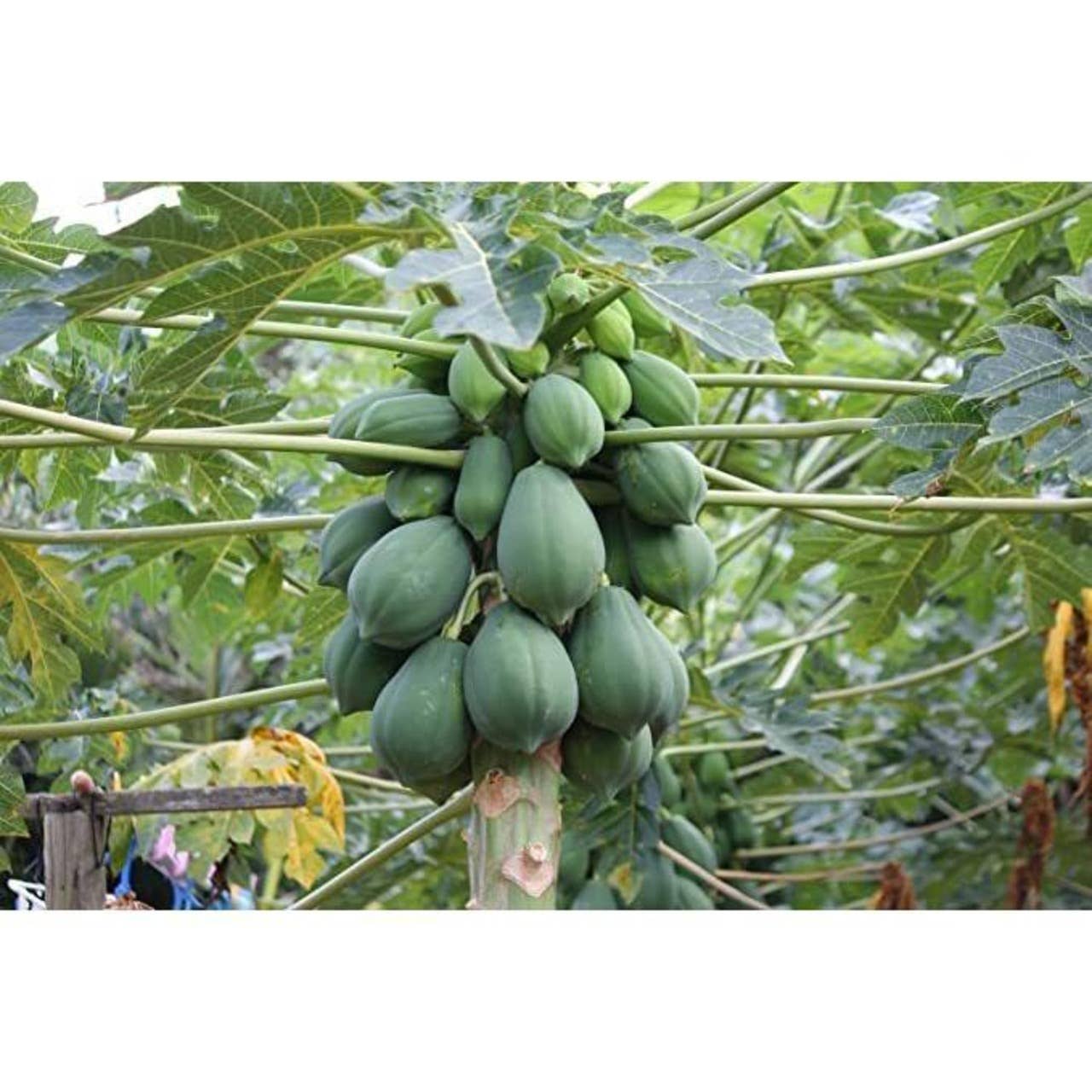 Japan Artisans - Vente Sachets de thé - THÉ DE FEUILLES DE PAPAYE 7 sachets | Fabriqué au Japon4