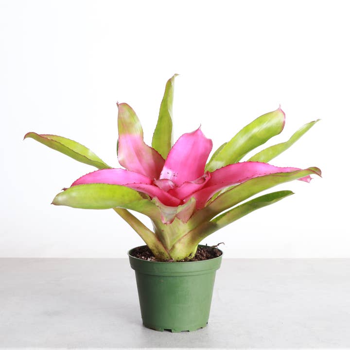 Thorsen's Greenhouse - Vente Plante - Broméliacée Neoregelia 'Neos' - Plante vivante - Assortie13