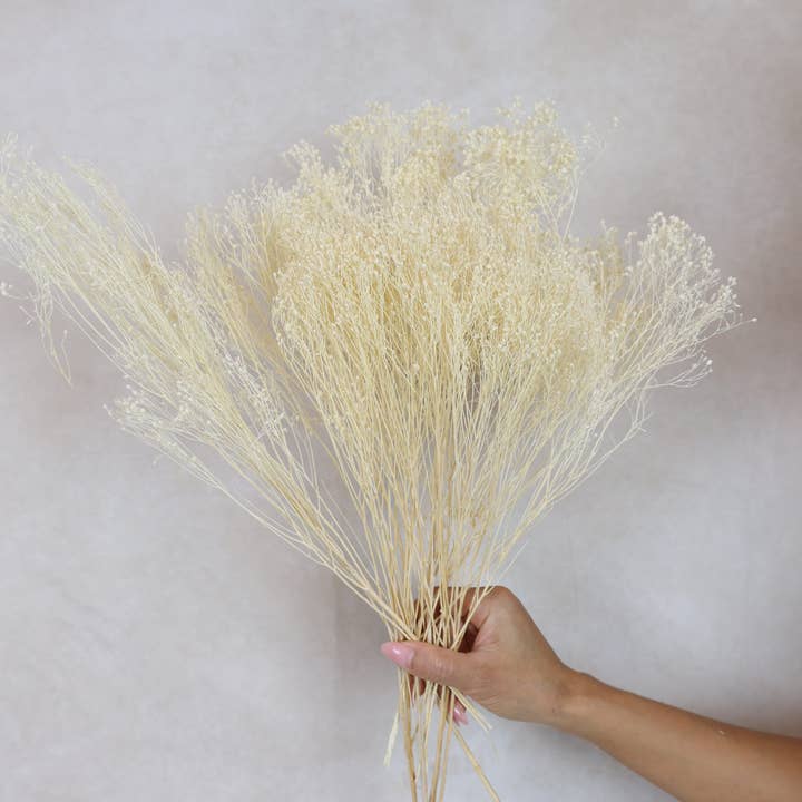 FlowerFantaSee - Wholesale Dried/Pressed Flowers - Dried Broom Bloom7