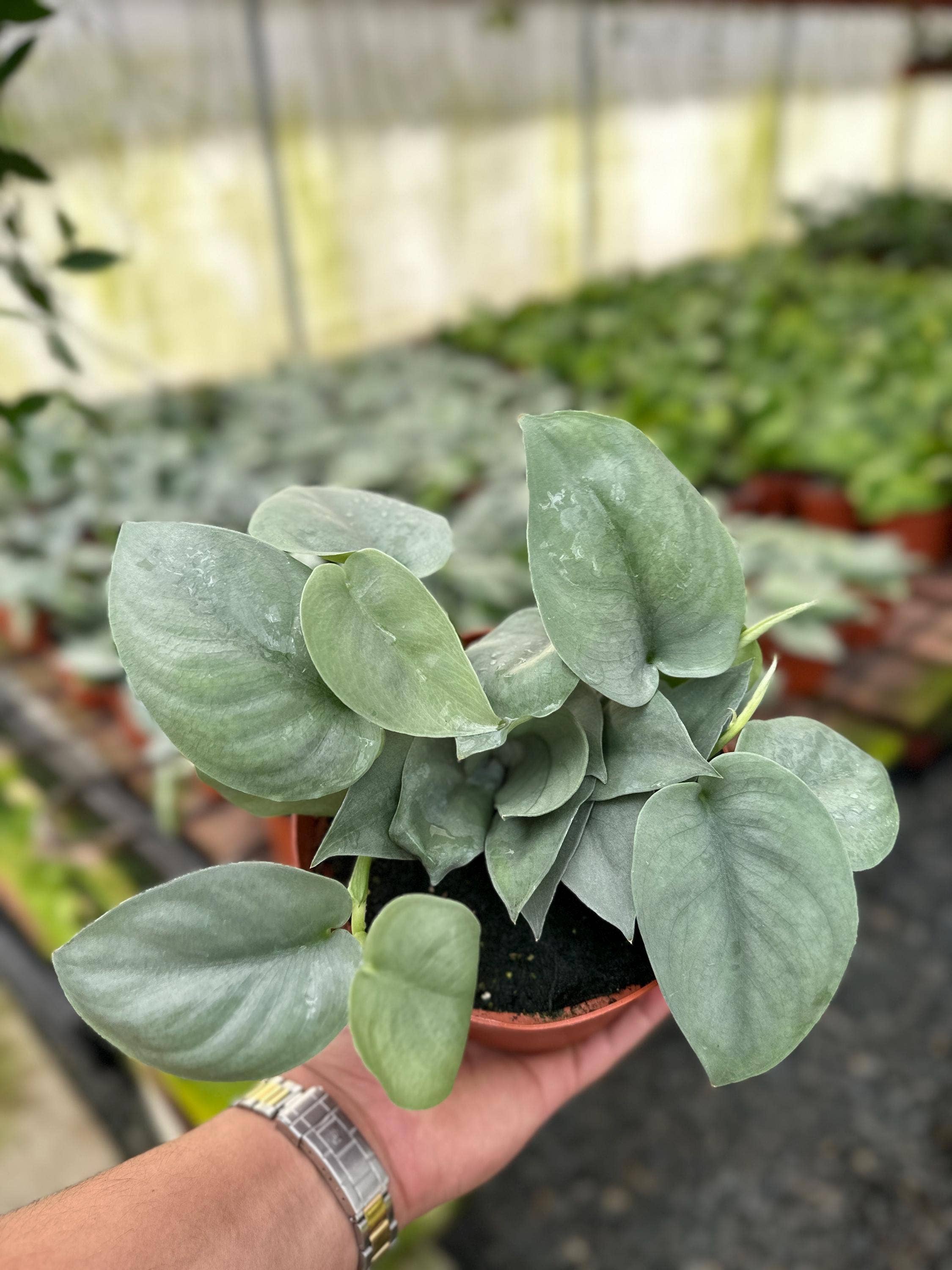 Wholesale Scindapsus Pictus Platinum Java - 6