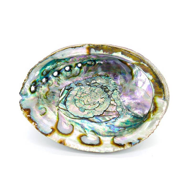 Grote abalone schelp voor wholesale door Vives de la Cortada S.L