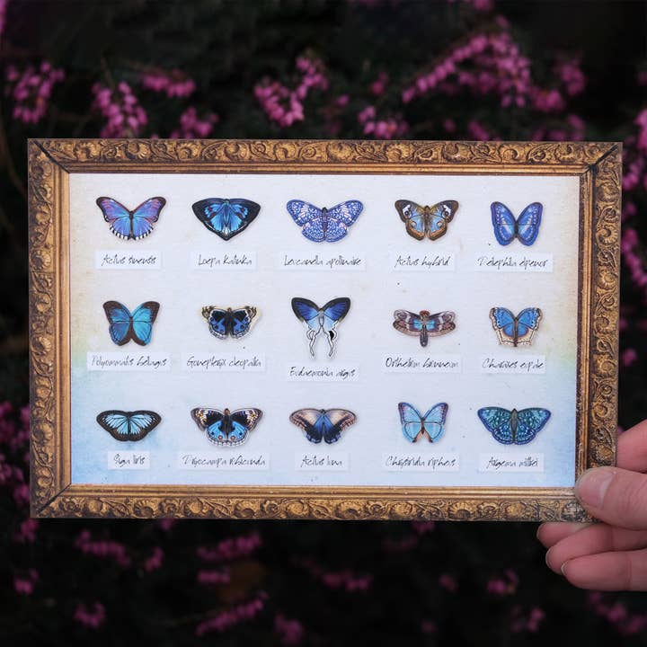 Moth and Myth - Wholesale Craft Supplies - ’Galaxy' Micro Moth & Butterfly Collection