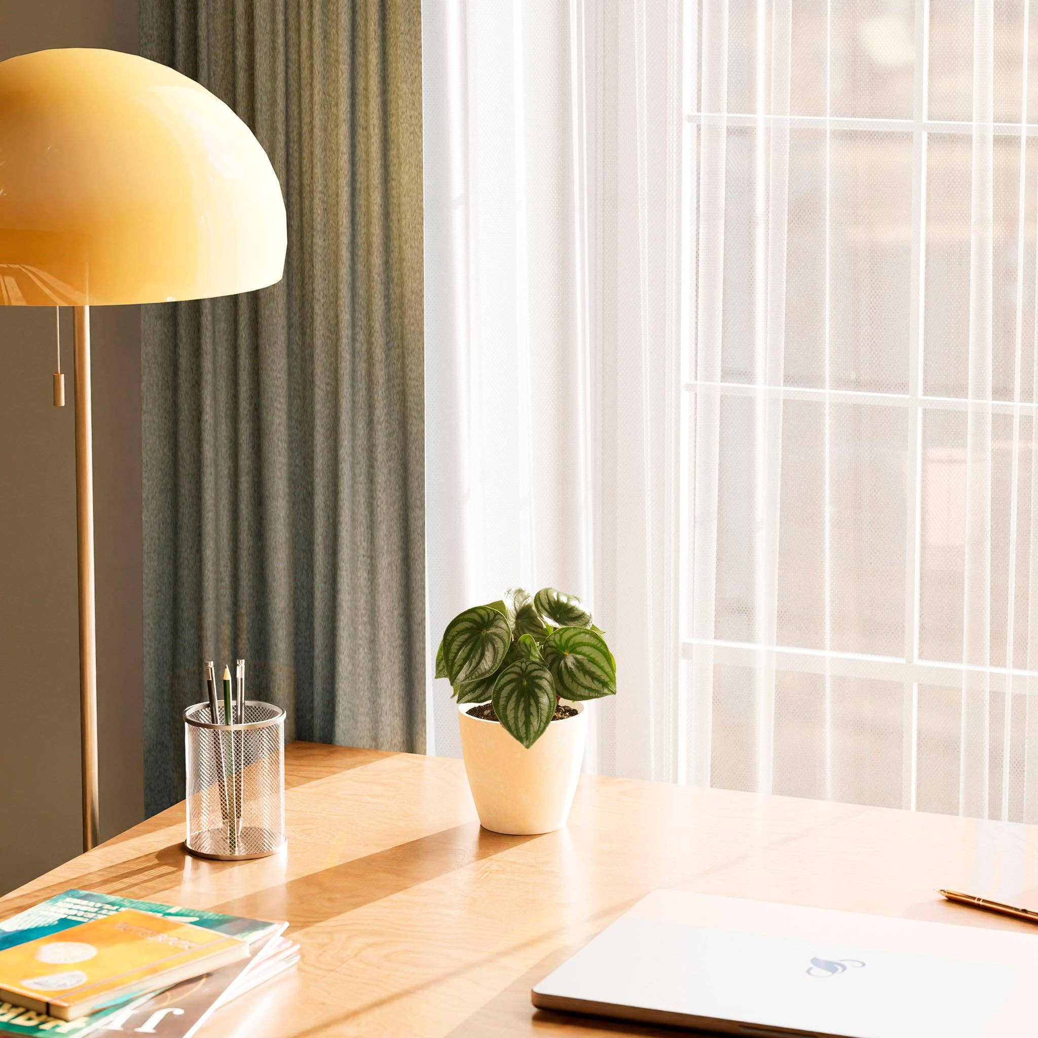 Lively Root - Wholesale Live Plant - Watermelon Peperomia10