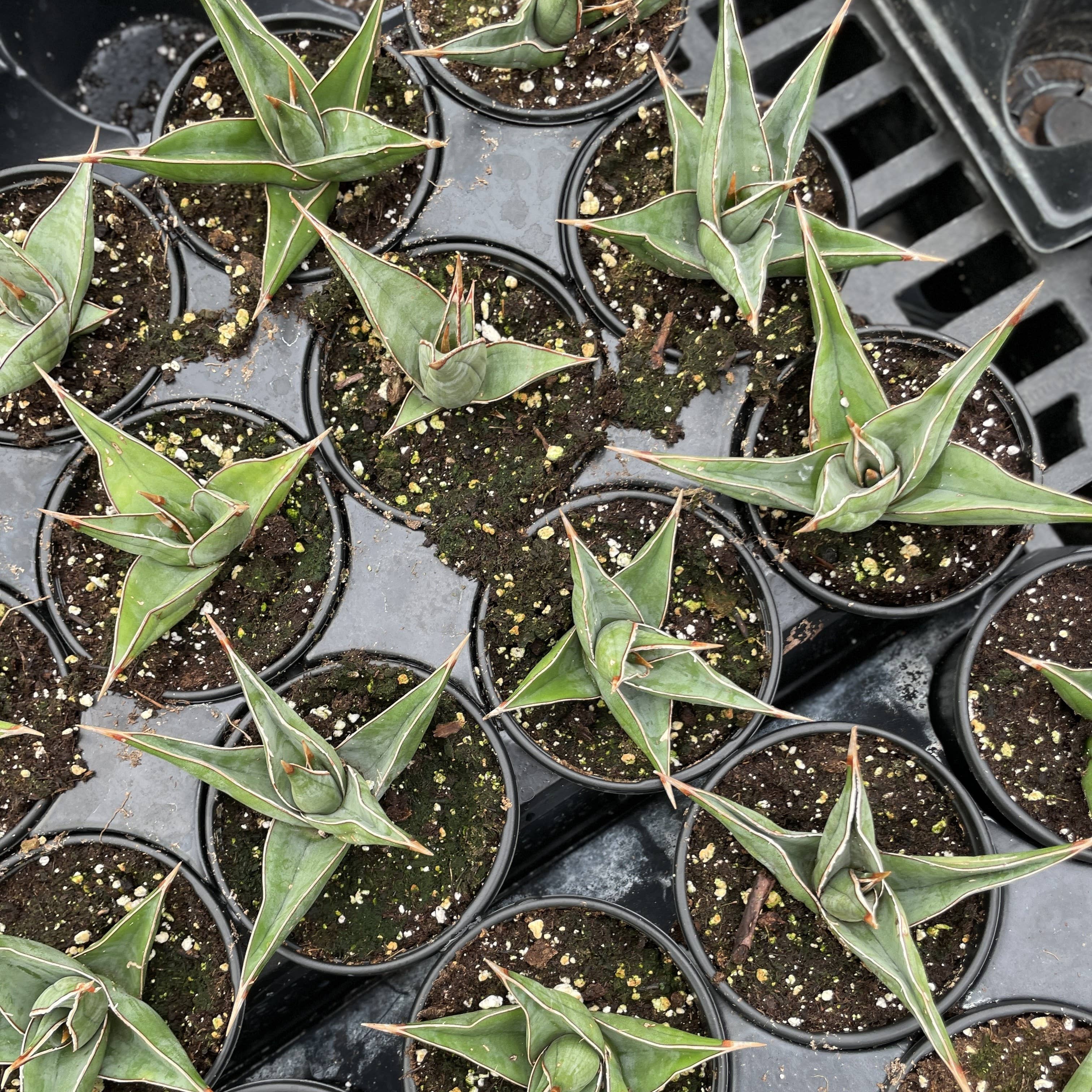 Thorsen's Greenhouse - Wholesale Live Plant - Sansevieria Pinguicula - Walking Snake Plant - 4" Live Plant4