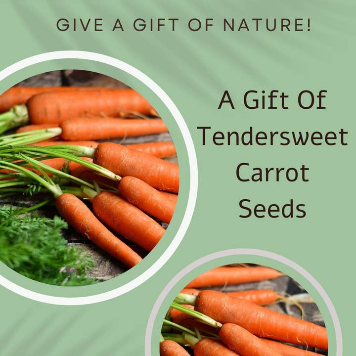 Seeds with Love – wholesale Birthday card – Vintage Veg Birthday Card - Gift Of Carrot seeds1