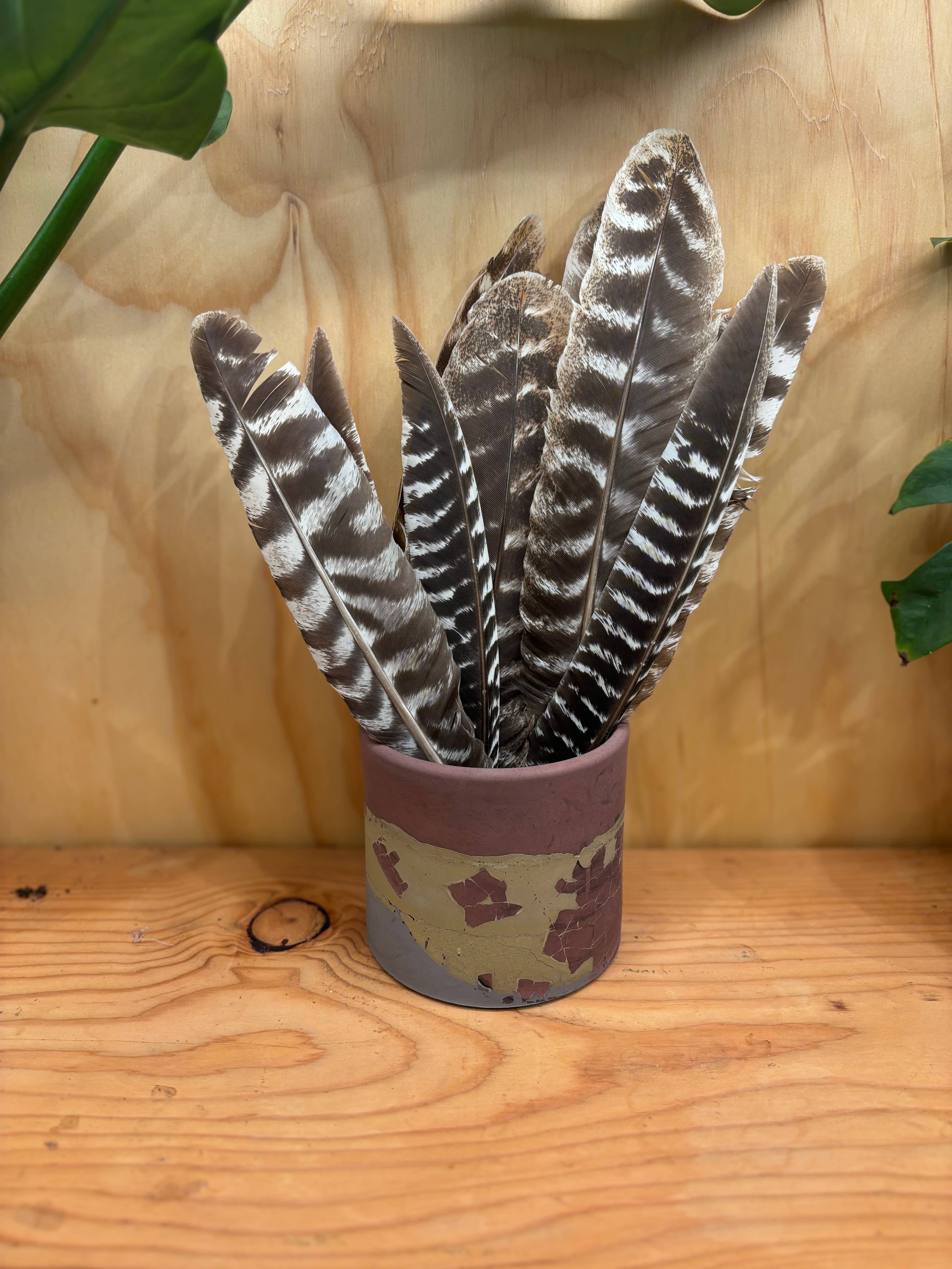 Casa Plant Club - Wholesale Meditation Supplies - American Turkey Feather1
