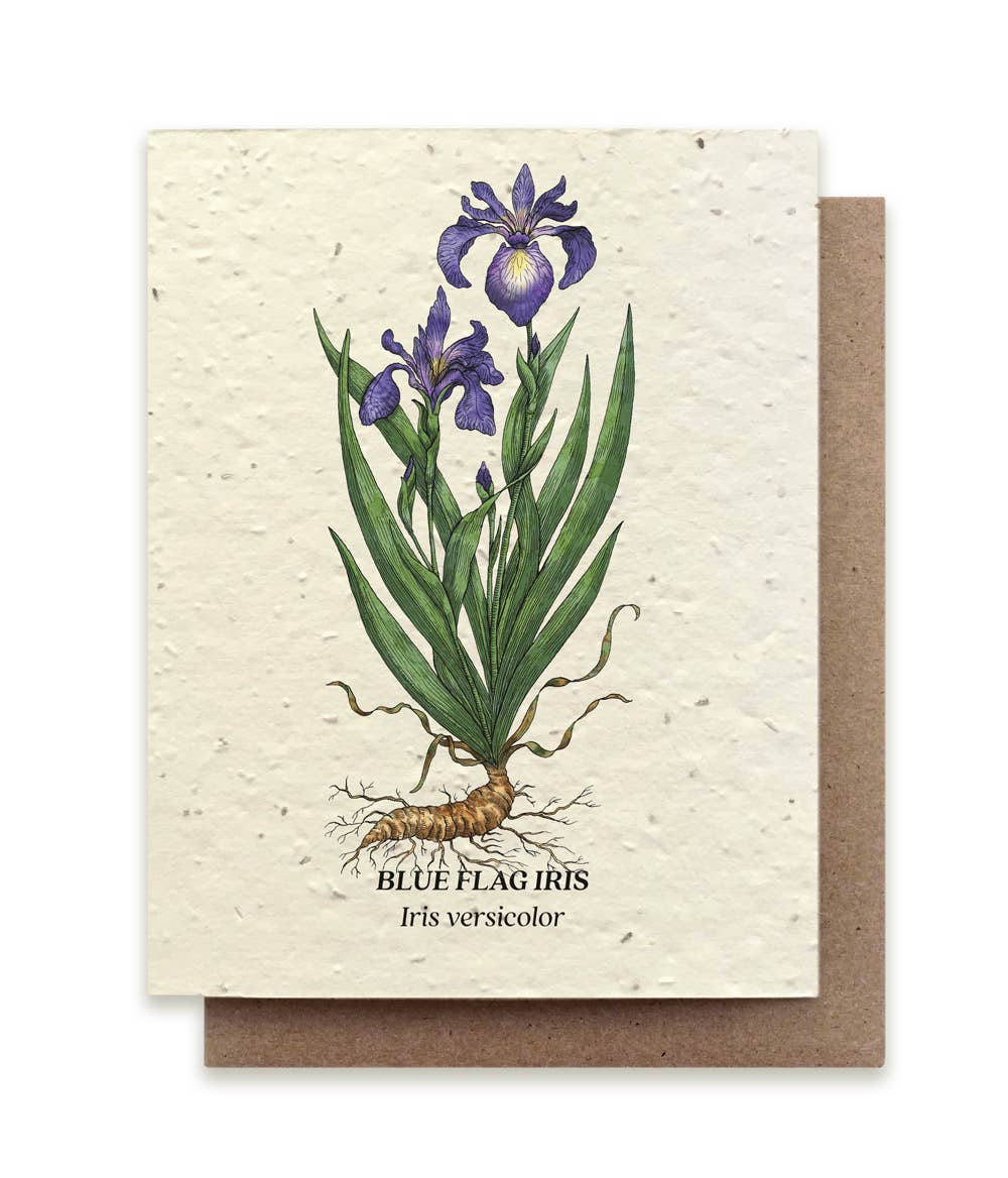 Small Victories - Wholesale Everyday Greeting Card - Blue Flag Iris Plantable Wildflower Seed Card0
