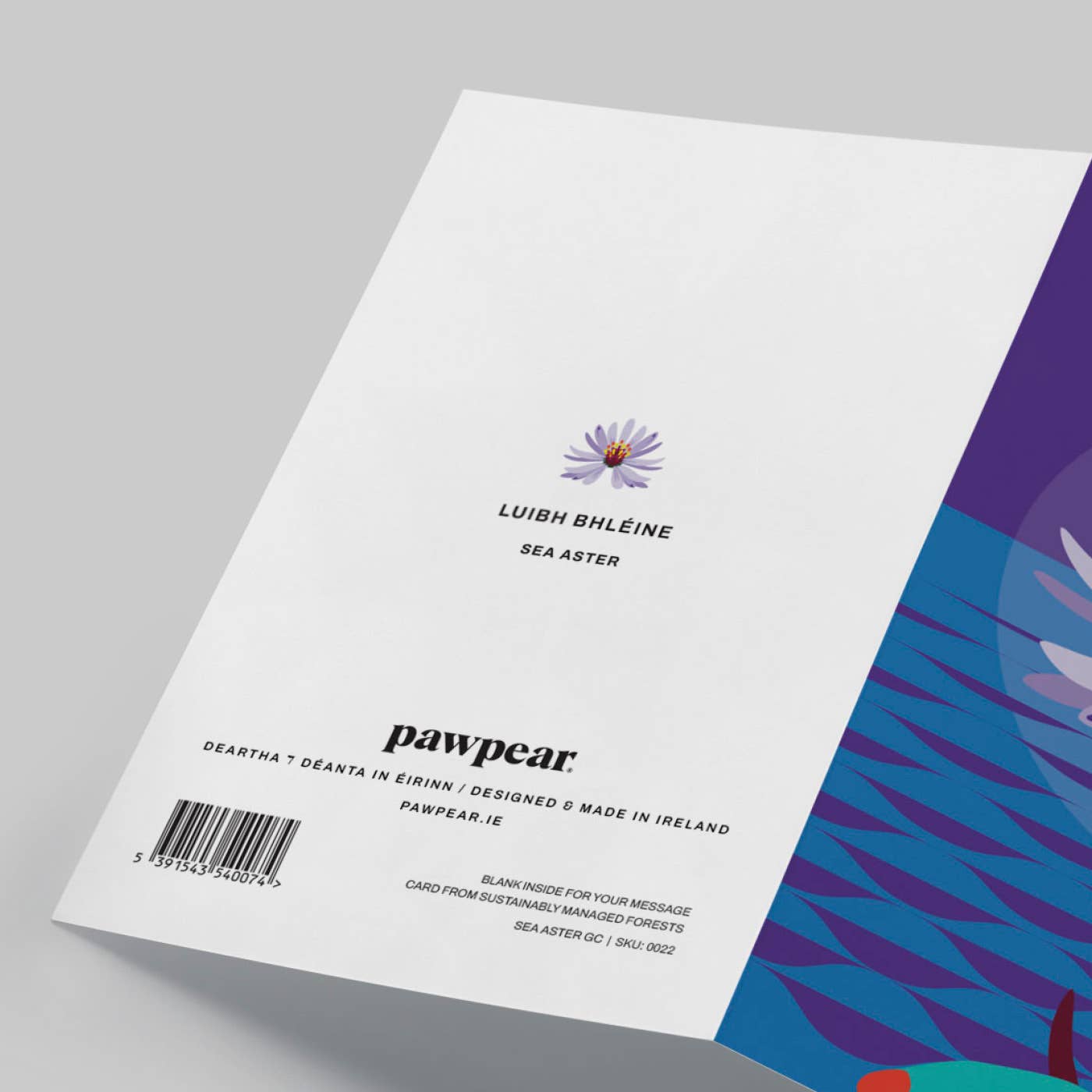 Pawpear - Wholesale Everyday Greeting Card - Sea Aster Greeting Card2