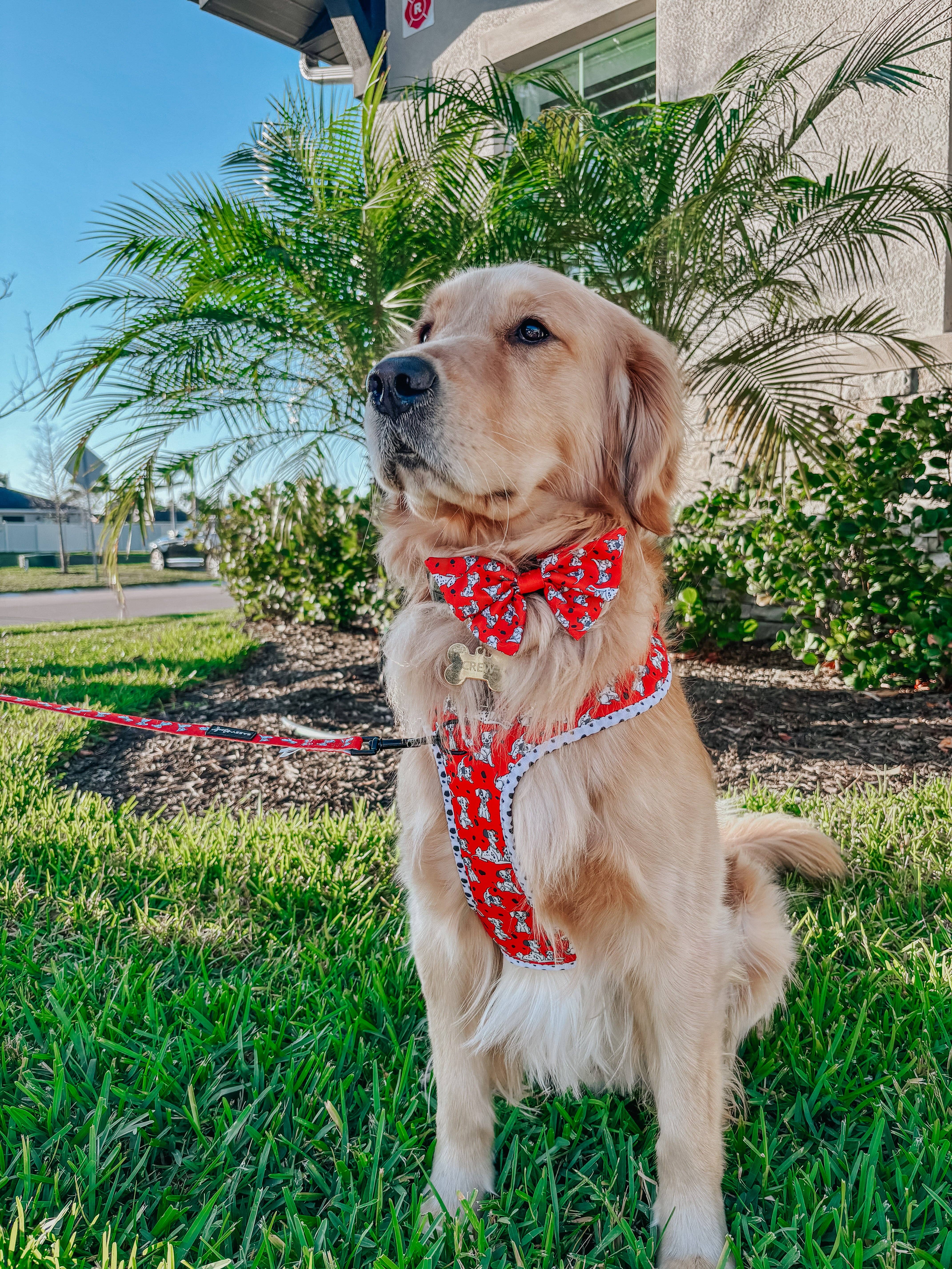 SASSY WOOF - Wholesale Pet Bow Tie - Dog - Dog Sailor Bow - Disney's 101 Dalmatians5