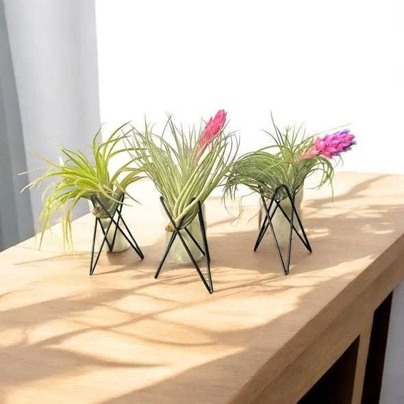 Airplant Direct – wholesale Krukstativ – Geometrisk luftväxtställ – Modern metallväxthållare med levande tillandsia – Minimalistisk dekoration för skrivbord eller hylla2