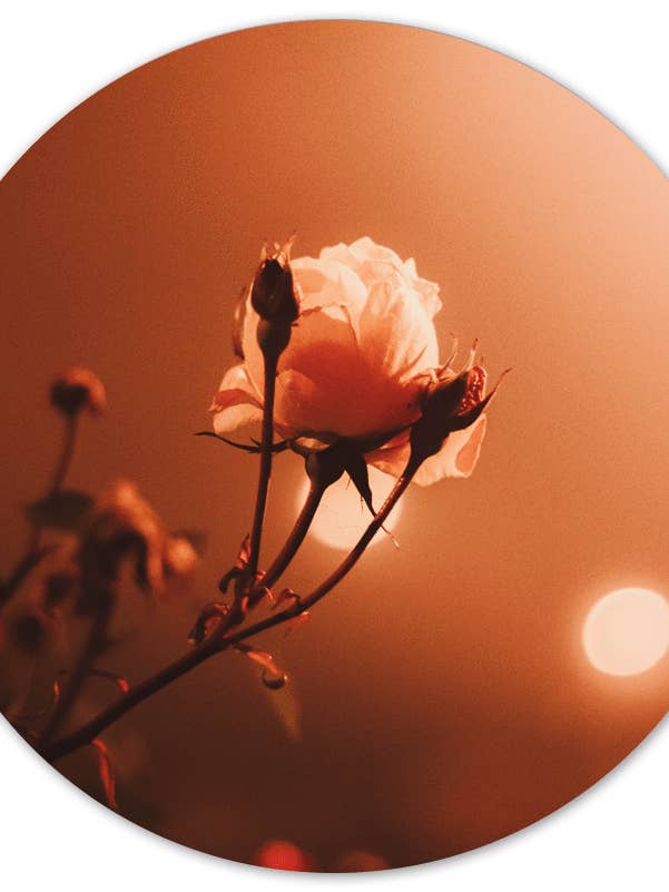 Muurcirkel morgon steg för wholesale av Label2X B.V.