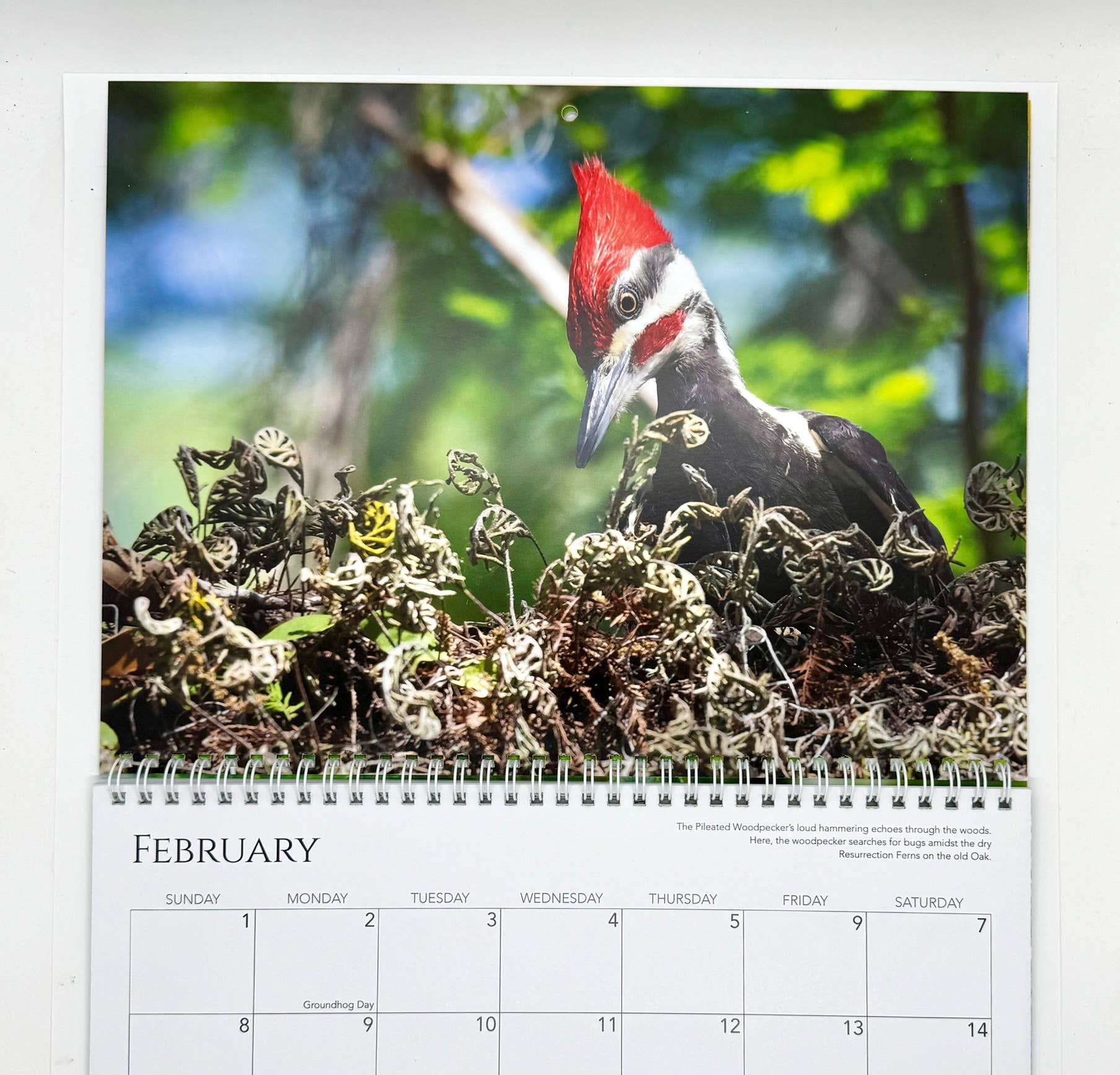 Wren - Wholesale Calendar - 2026 Calendar, A Closer Look2