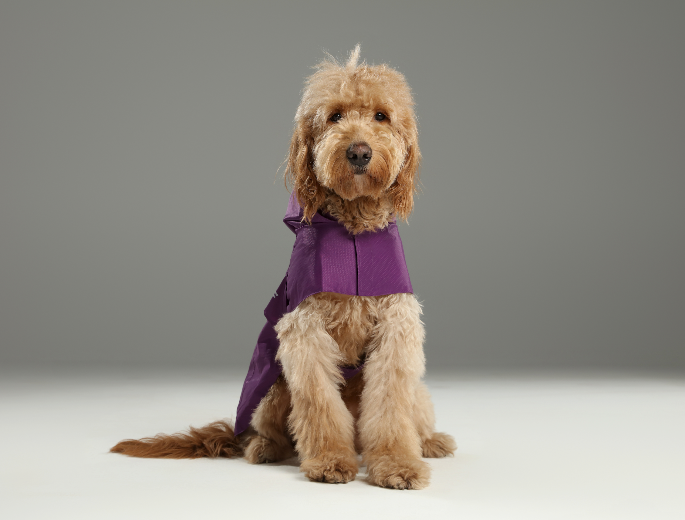 PEHOM - Venta al por mayor Chubasquero - Perros - Impermeable tipo cápsula - Morado6