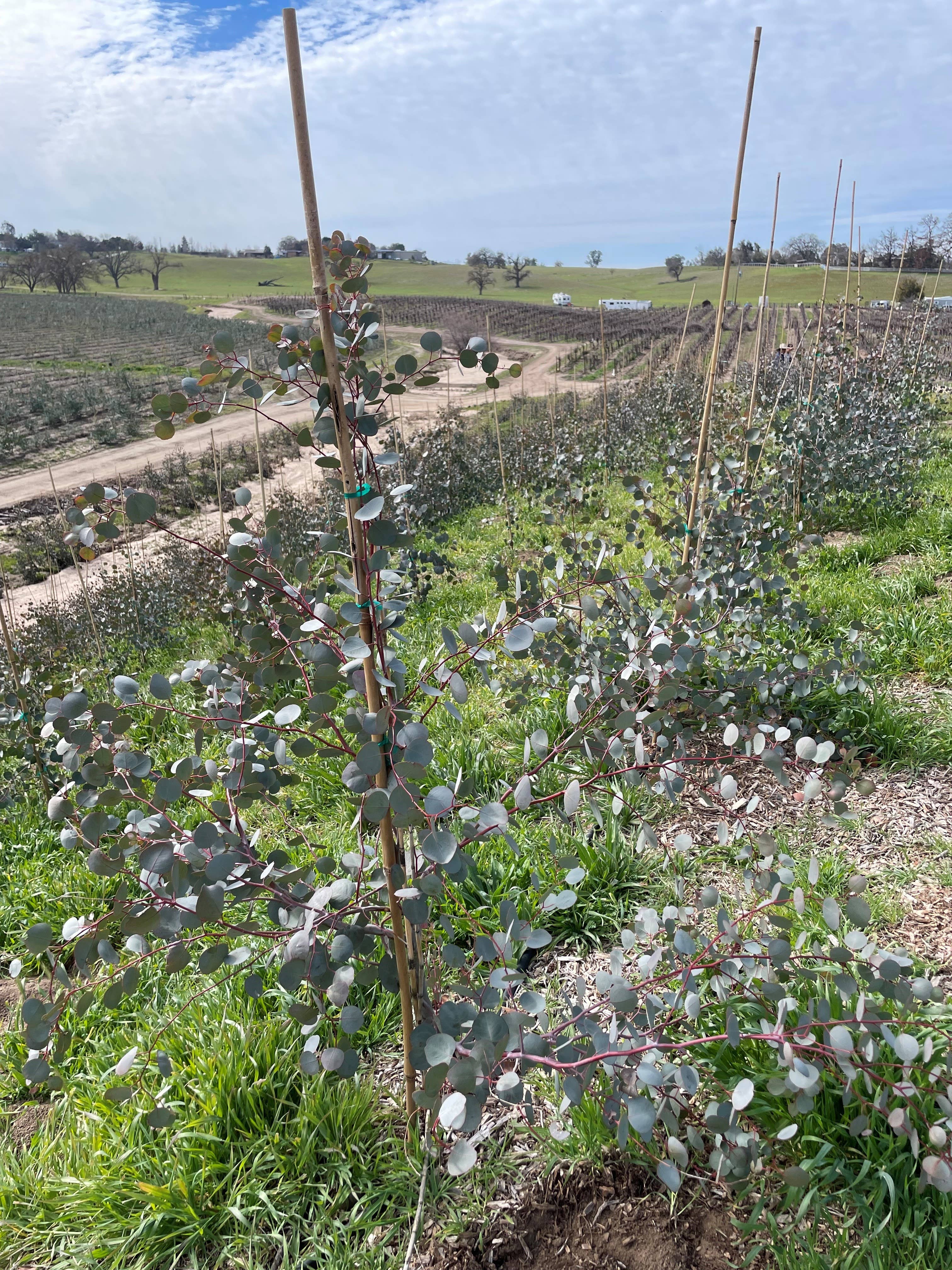 Andaluca - Wholesale Fresh Cut Flowers - Fresh Eucalyptus Silver Dollar + Baby Blue Mixed Bunches8
